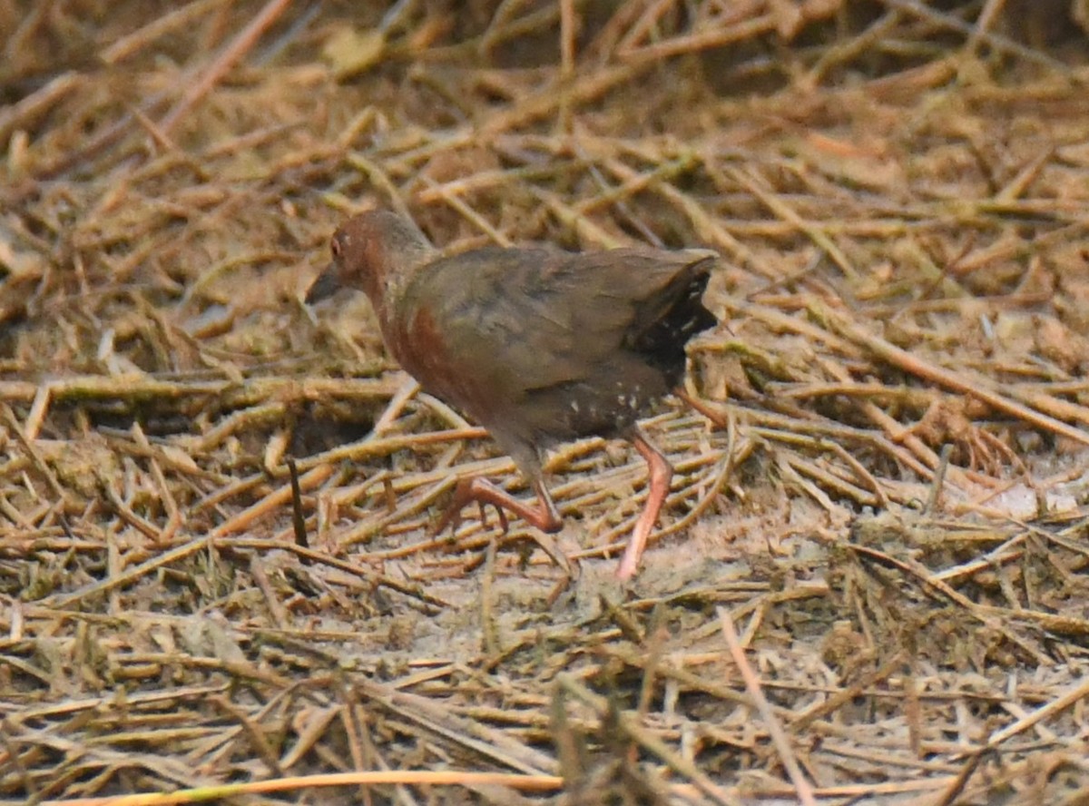 Ruddy-breasted Crake - ML578632451