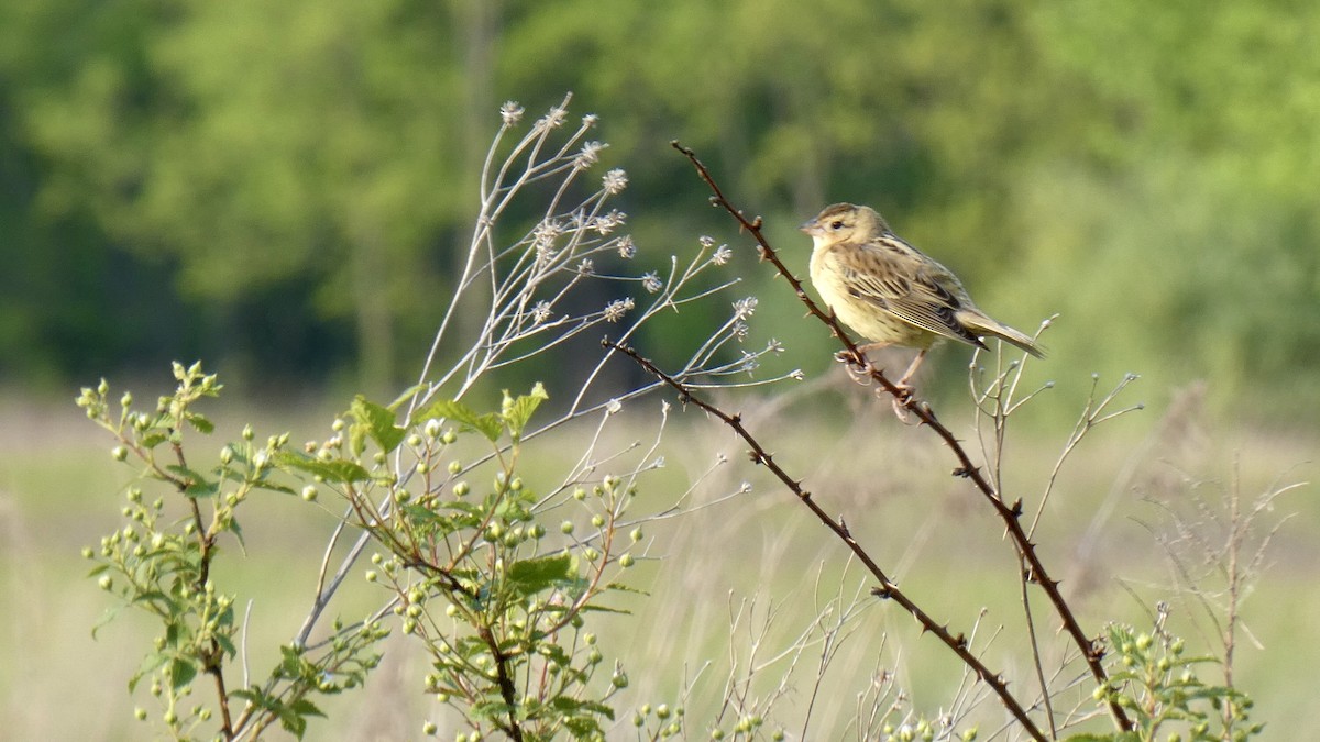 bobolink americký - ML578632681