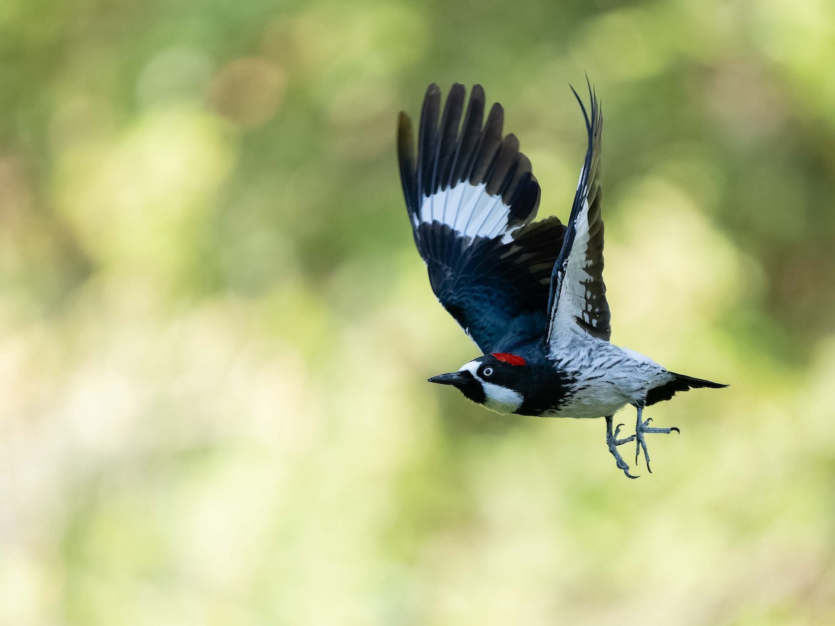 Acorn Woodpecker - ML578633261