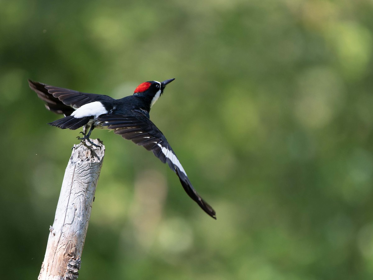 Acorn Woodpecker - Nicholas Hamill