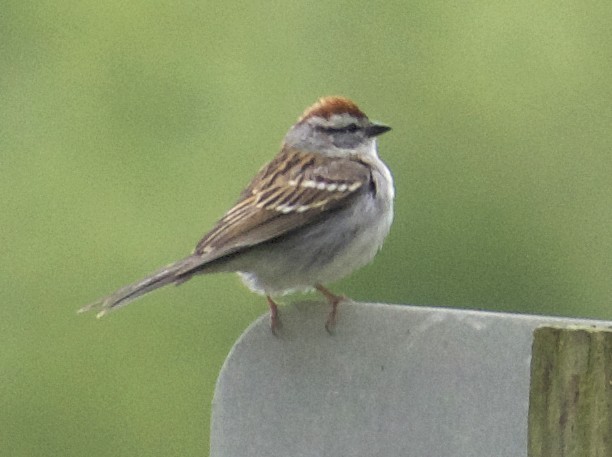 Chipping Sparrow - Julie Cooper