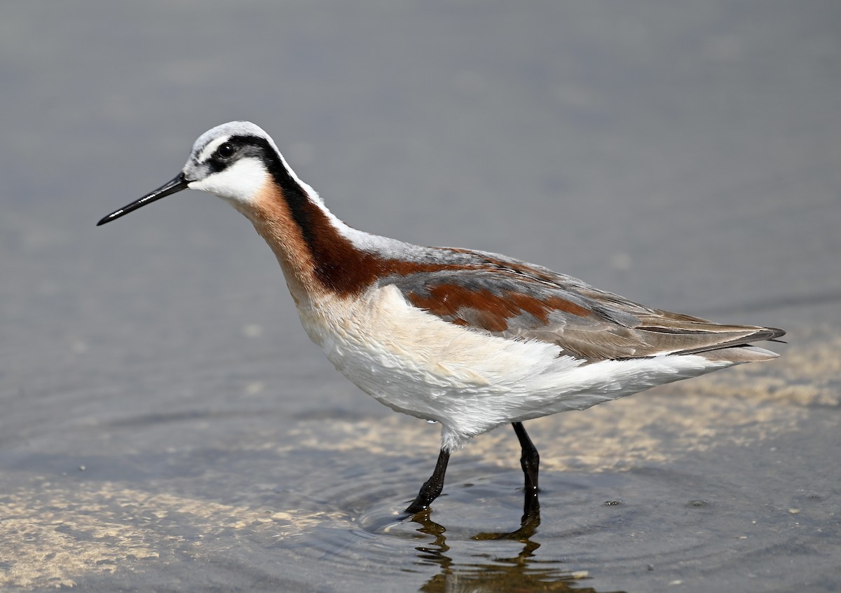 Wilson's Phalarope - ML578634231