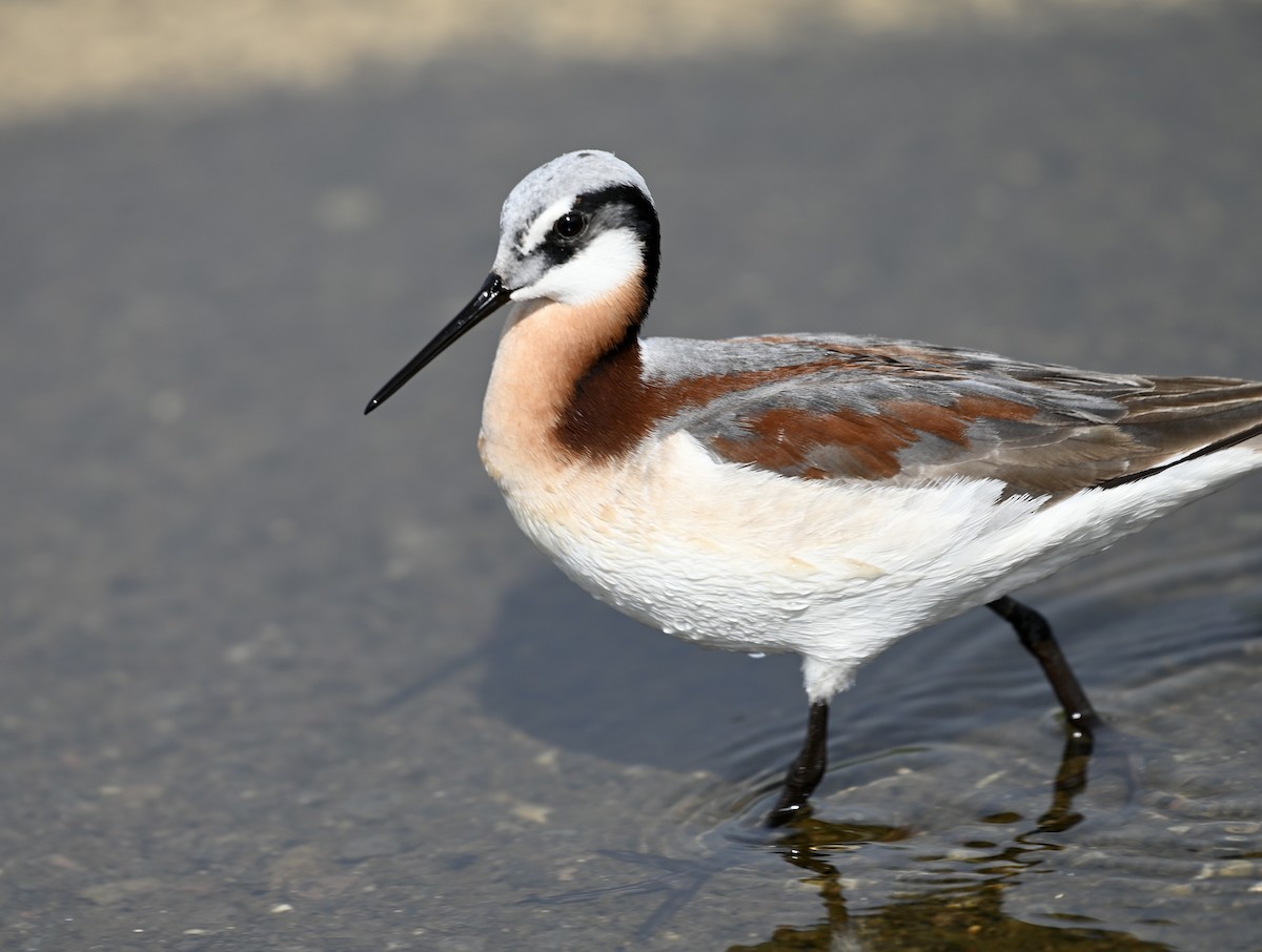 Wilson's Phalarope - ML578634251