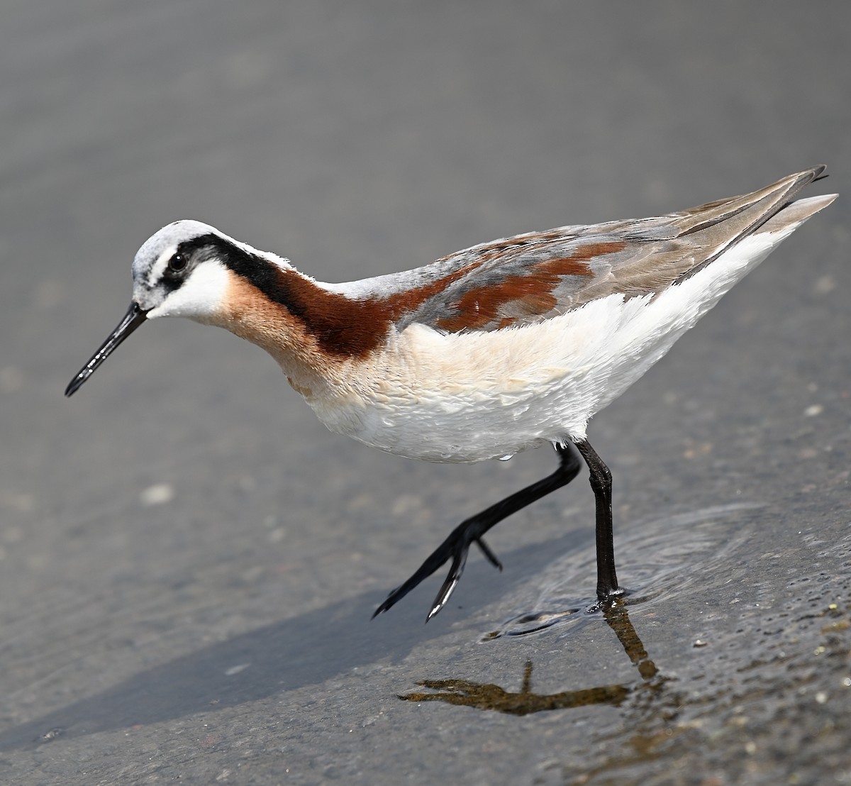 Wilson's Phalarope - ML578634261