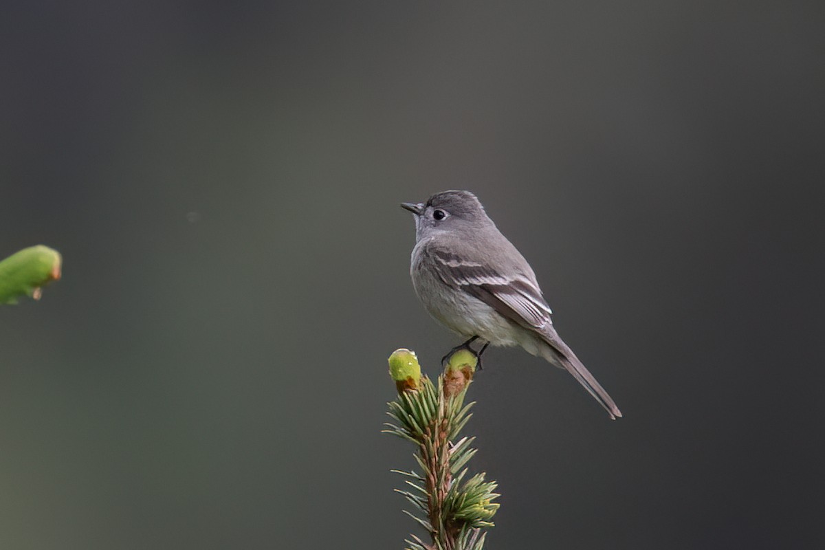 Empidonax sp. - ML578634411