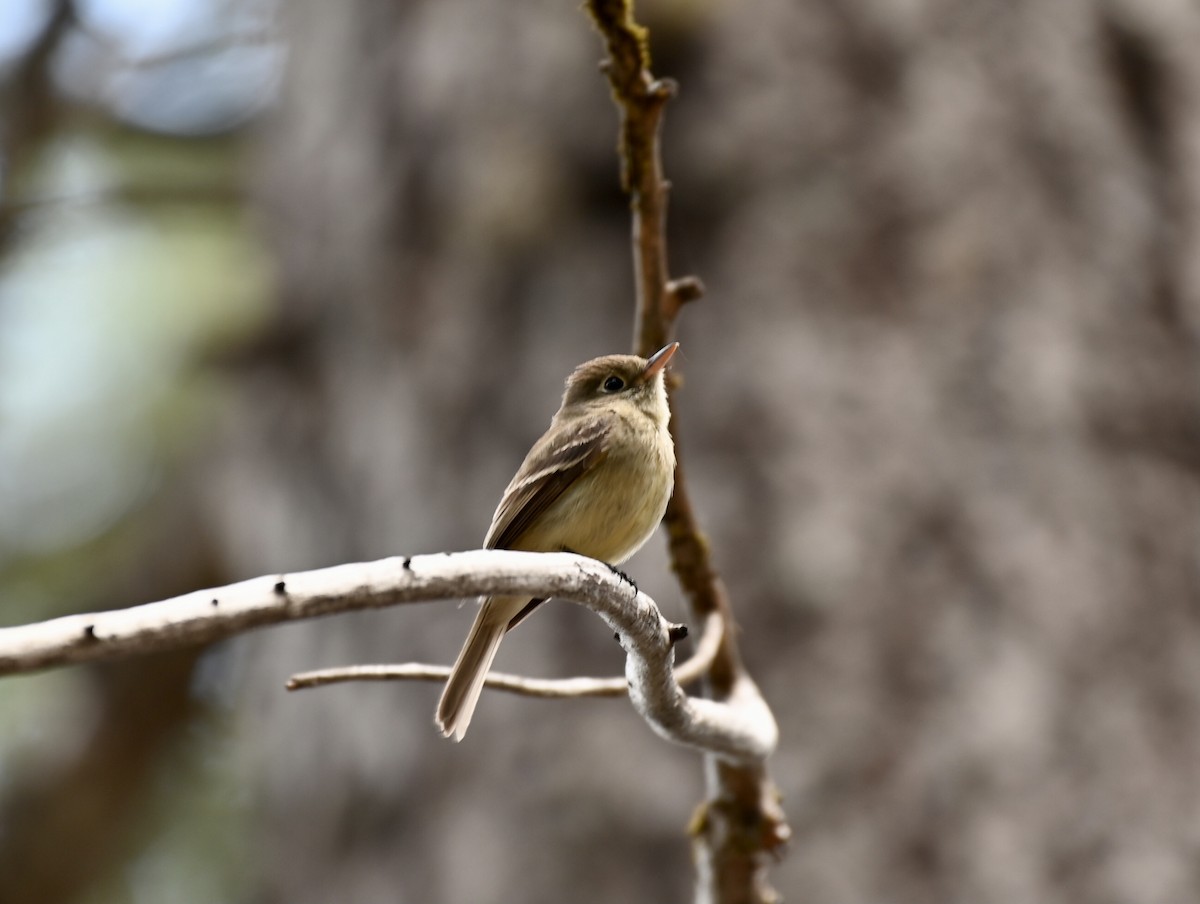 Western Flycatcher (Pacific-slope) - ML578634451