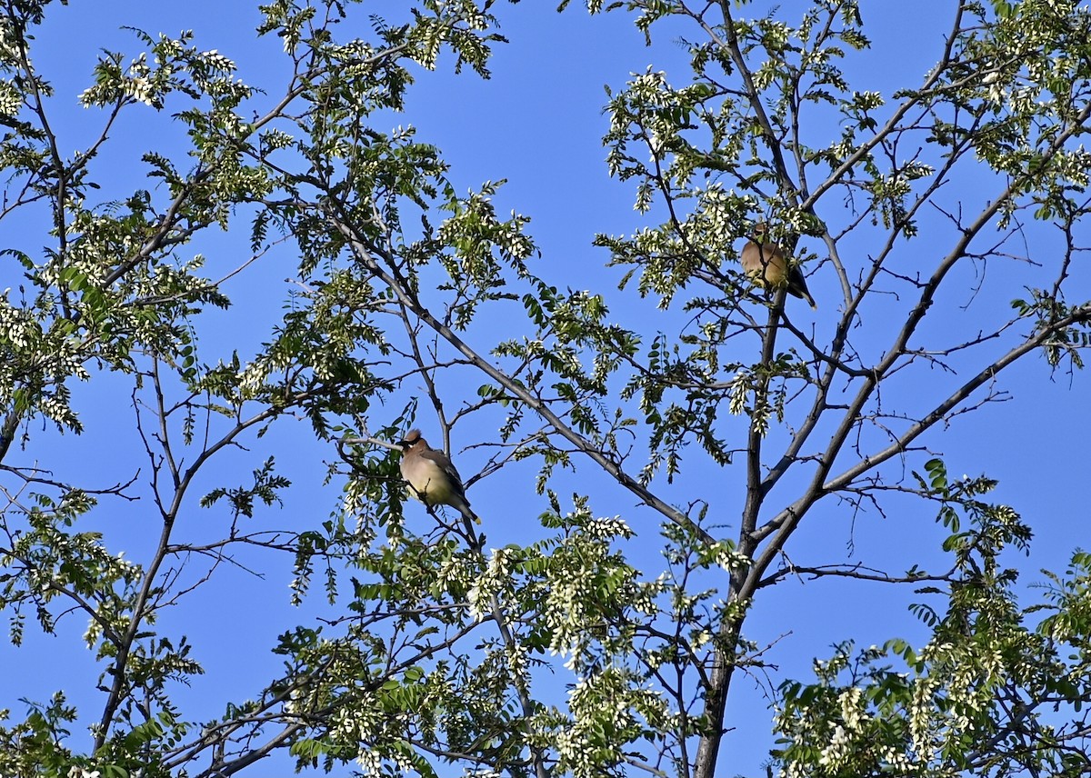 Cedar Waxwing - ML578634651