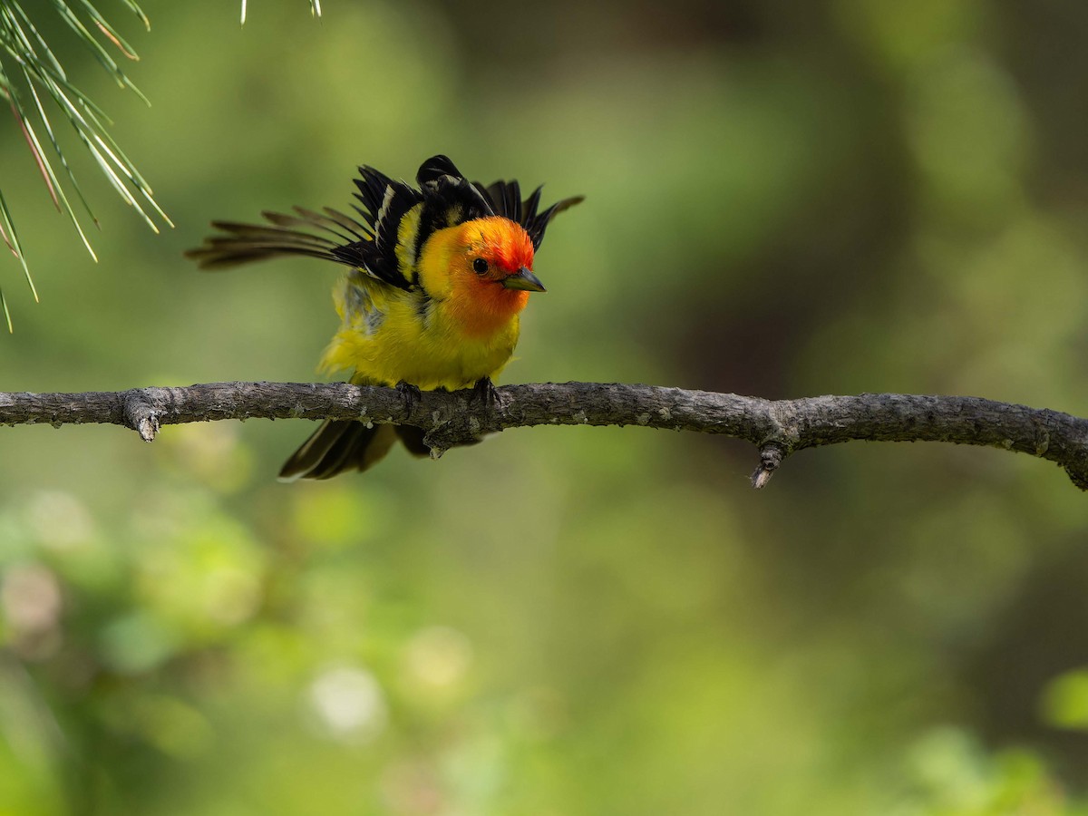 Western Tanager - ML578634781