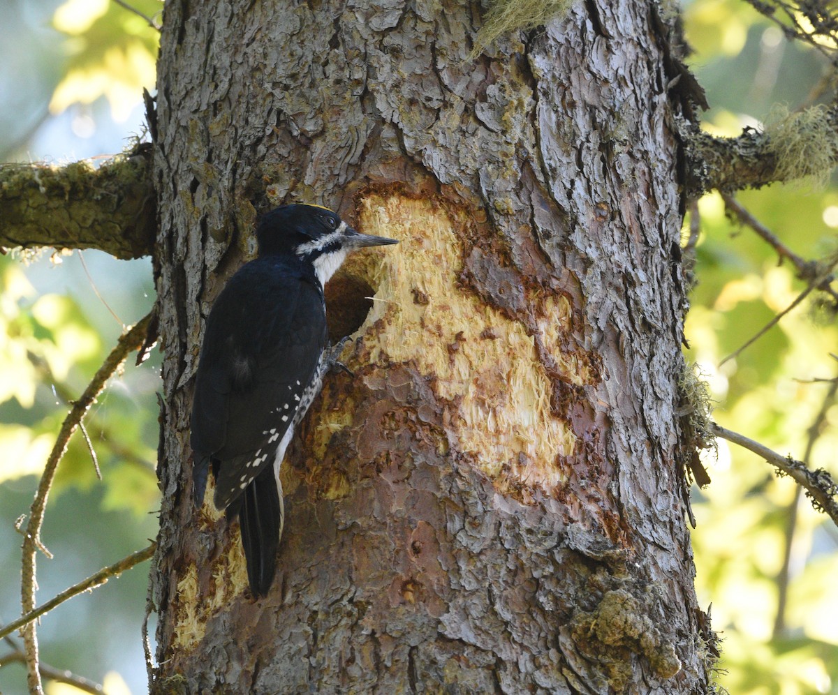 Black-backed Woodpecker - ML578634841