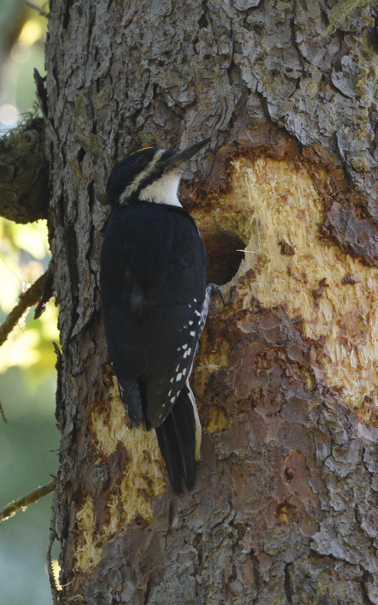 Black-backed Woodpecker - ML578634871
