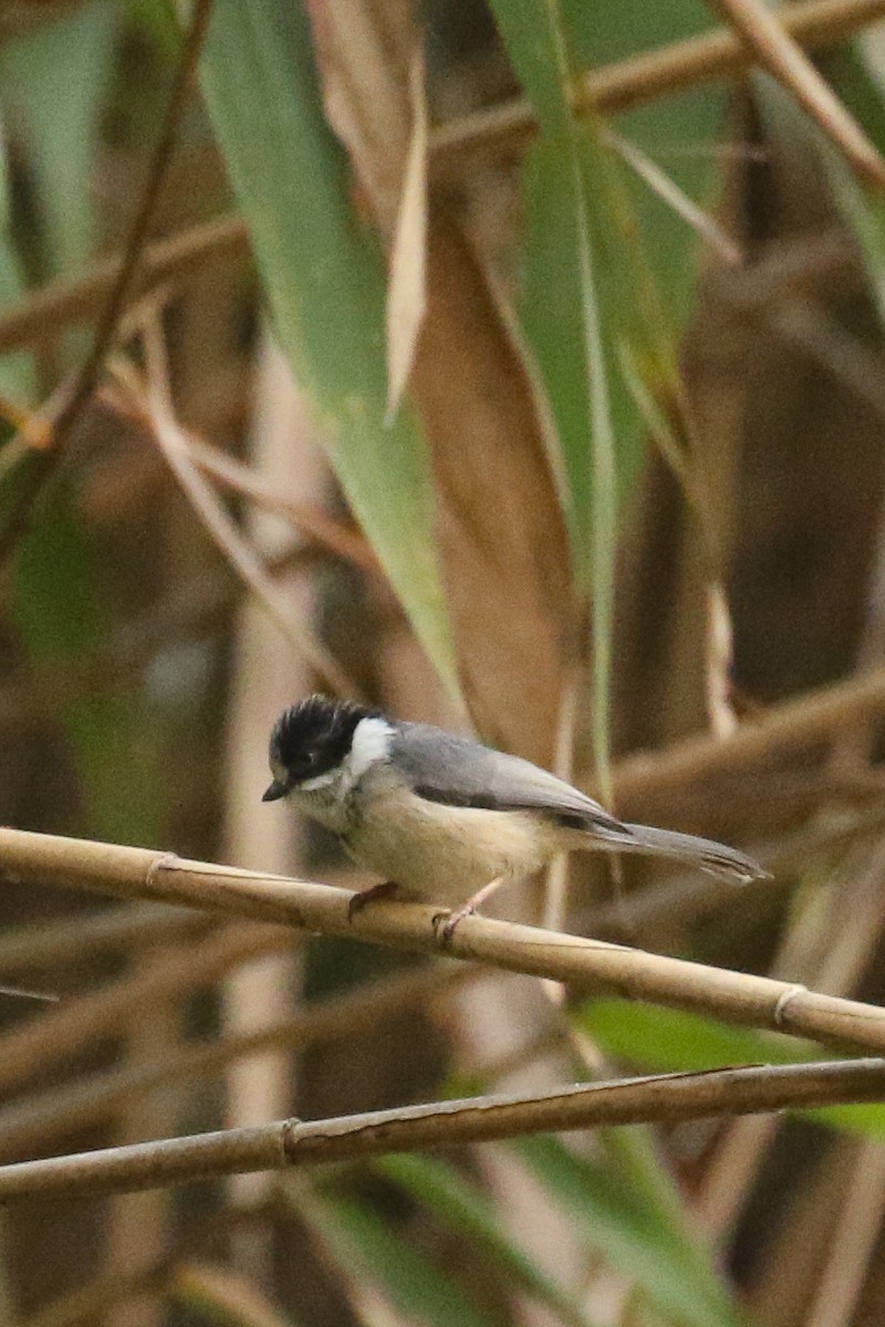 Black-throated Tit (Gray-crowned) - Frank Thierfelder