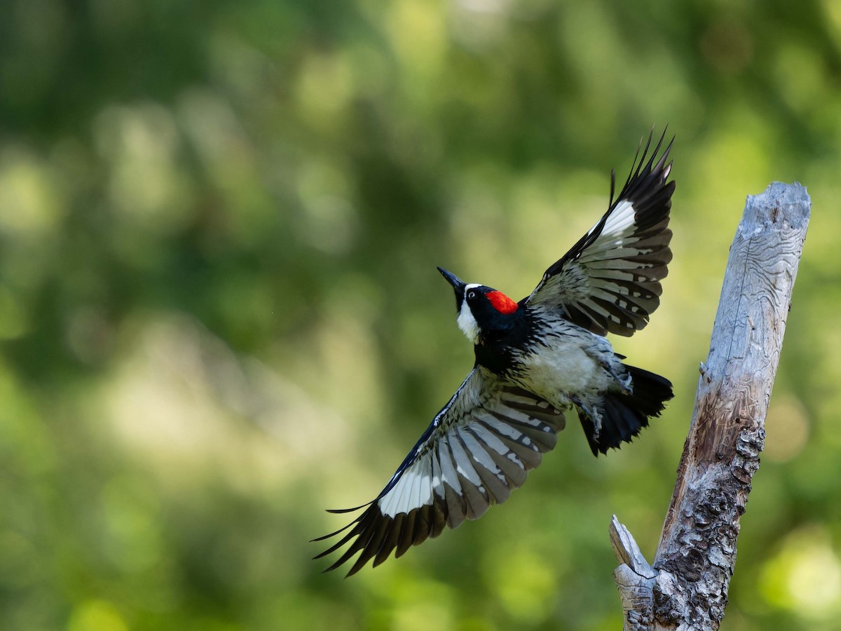 Acorn Woodpecker - ML578635781