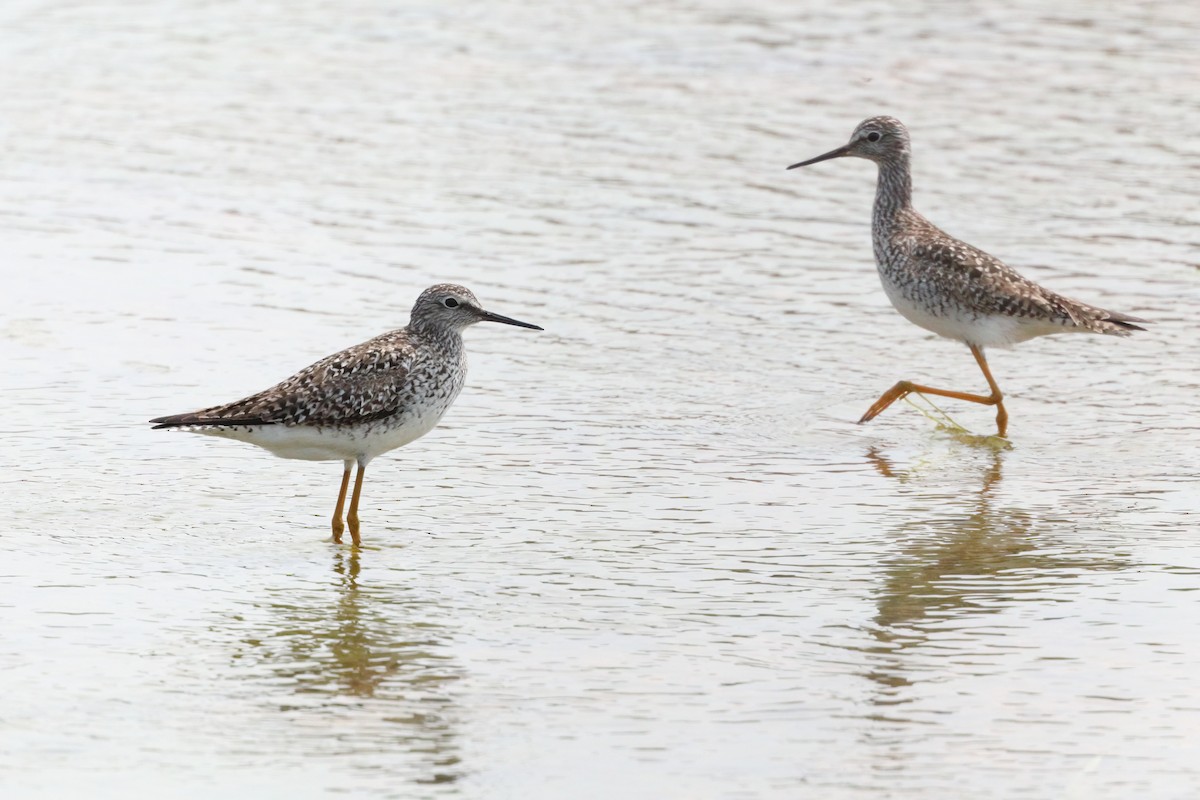 Lesser Yellowlegs - ML578636251