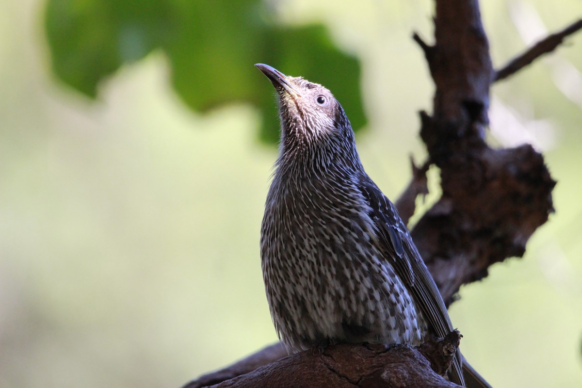 Little Wattlebird - Buchanan Birdwatcher