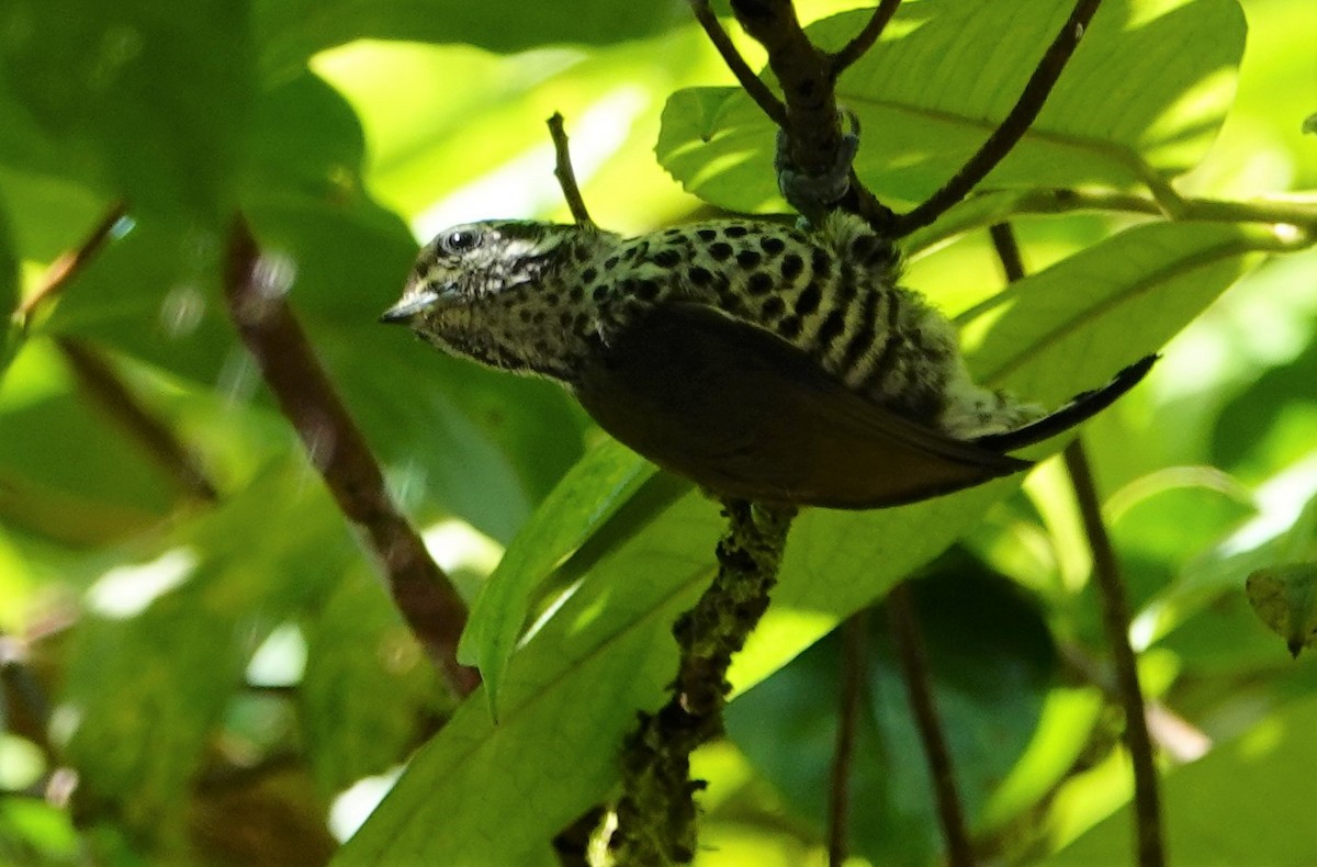 Speckled Piculet - Yasuko Takemoto