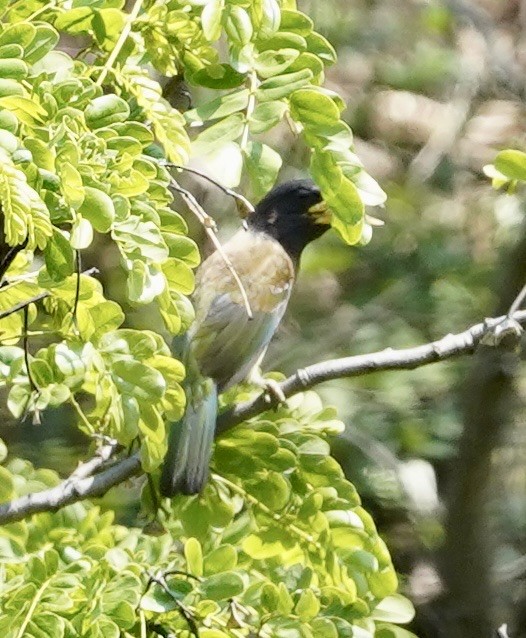 Büyük Barbet - ML578638491