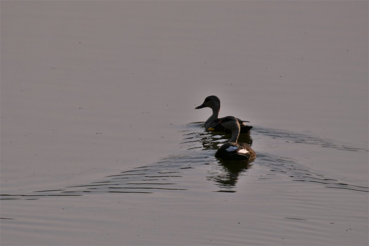 Indian Spot-billed Duck - ML578638611