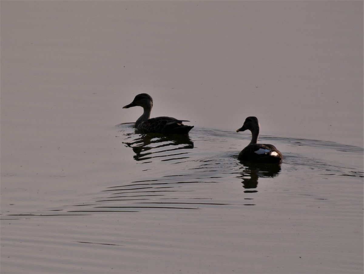 Indian Spot-billed Duck - ML578638621