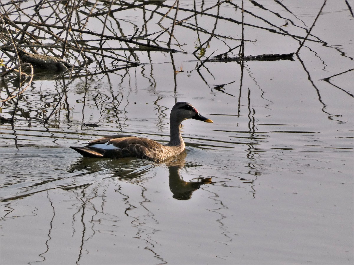 Indian Spot-billed Duck - ML578638651