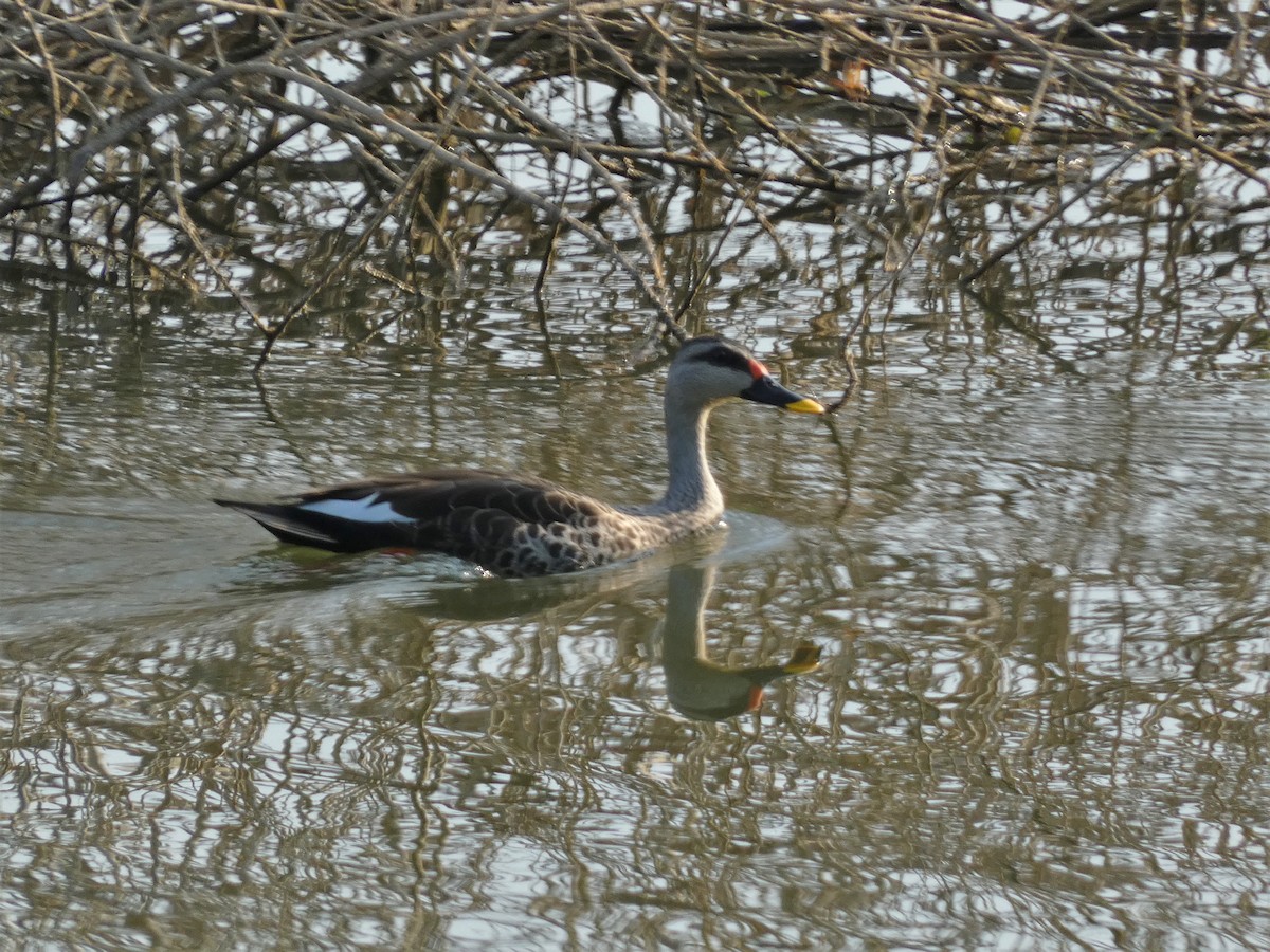 Indian Spot-billed Duck - ML578638661