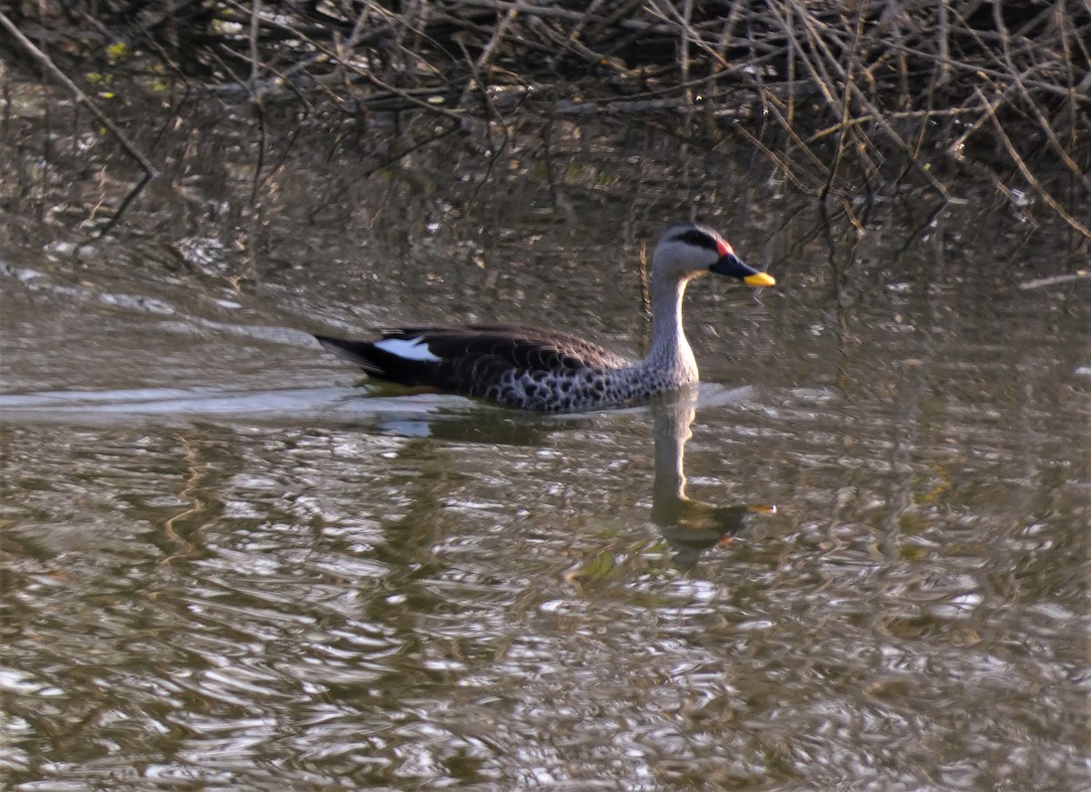 Indian Spot-billed Duck - ML578638671