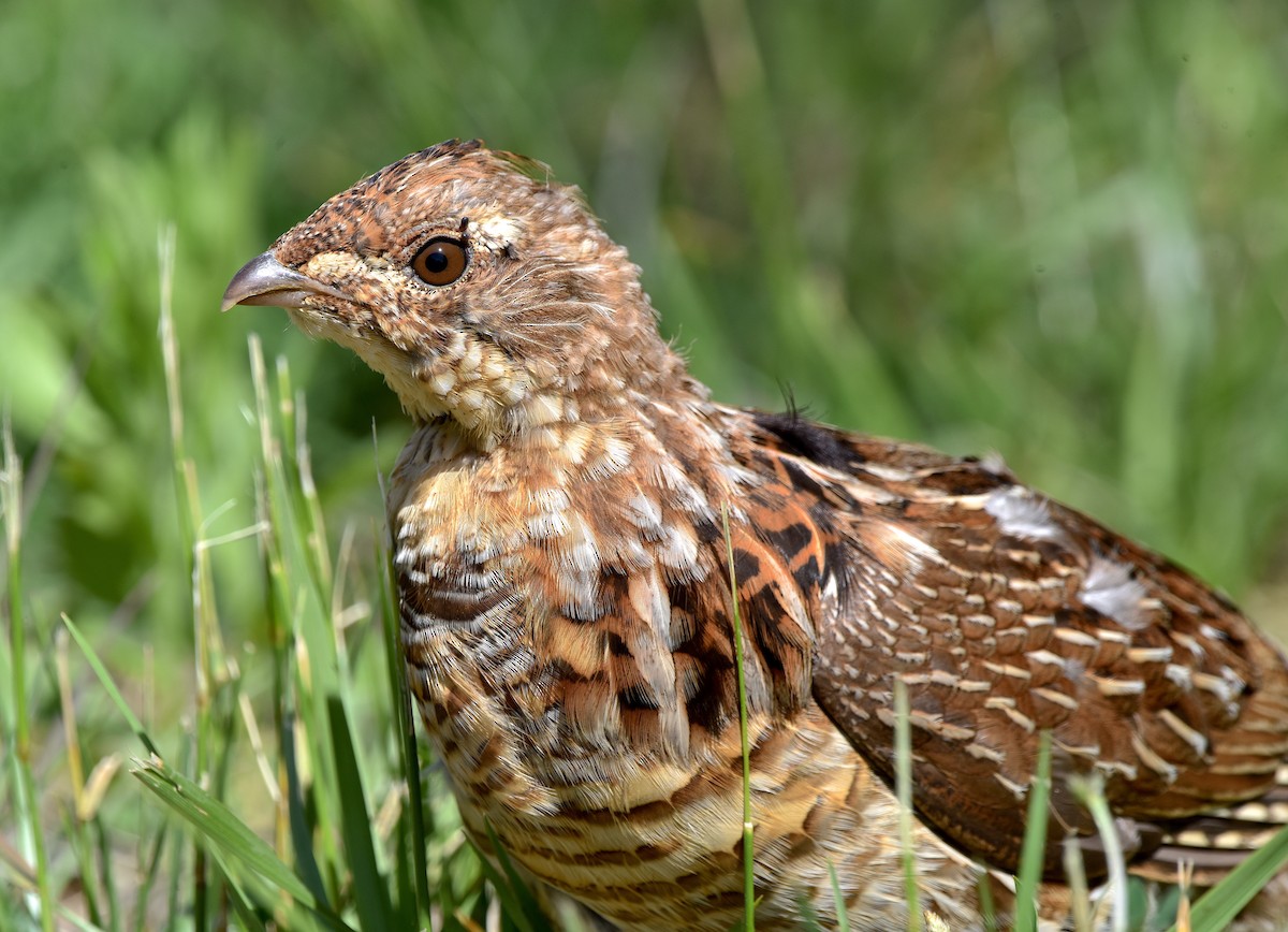 Ruffed Grouse - ML578640011