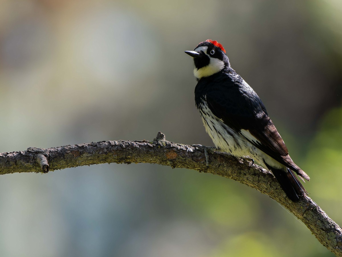 Acorn Woodpecker - ML578640041