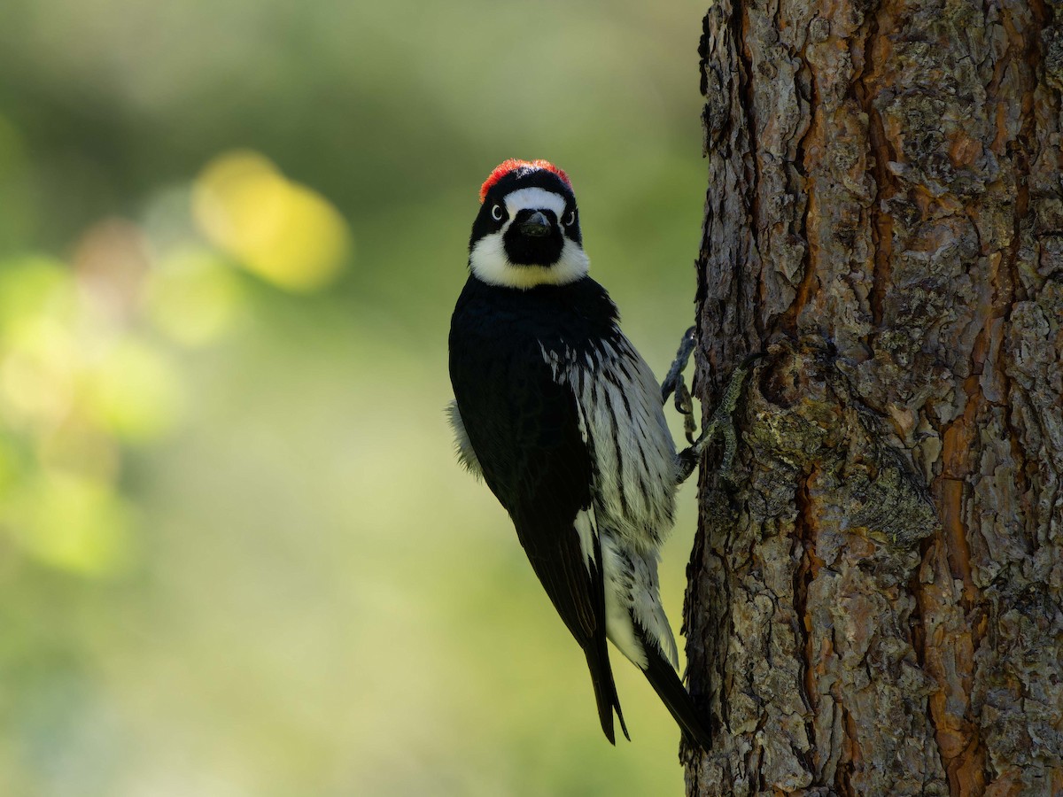 Acorn Woodpecker - ML578640051