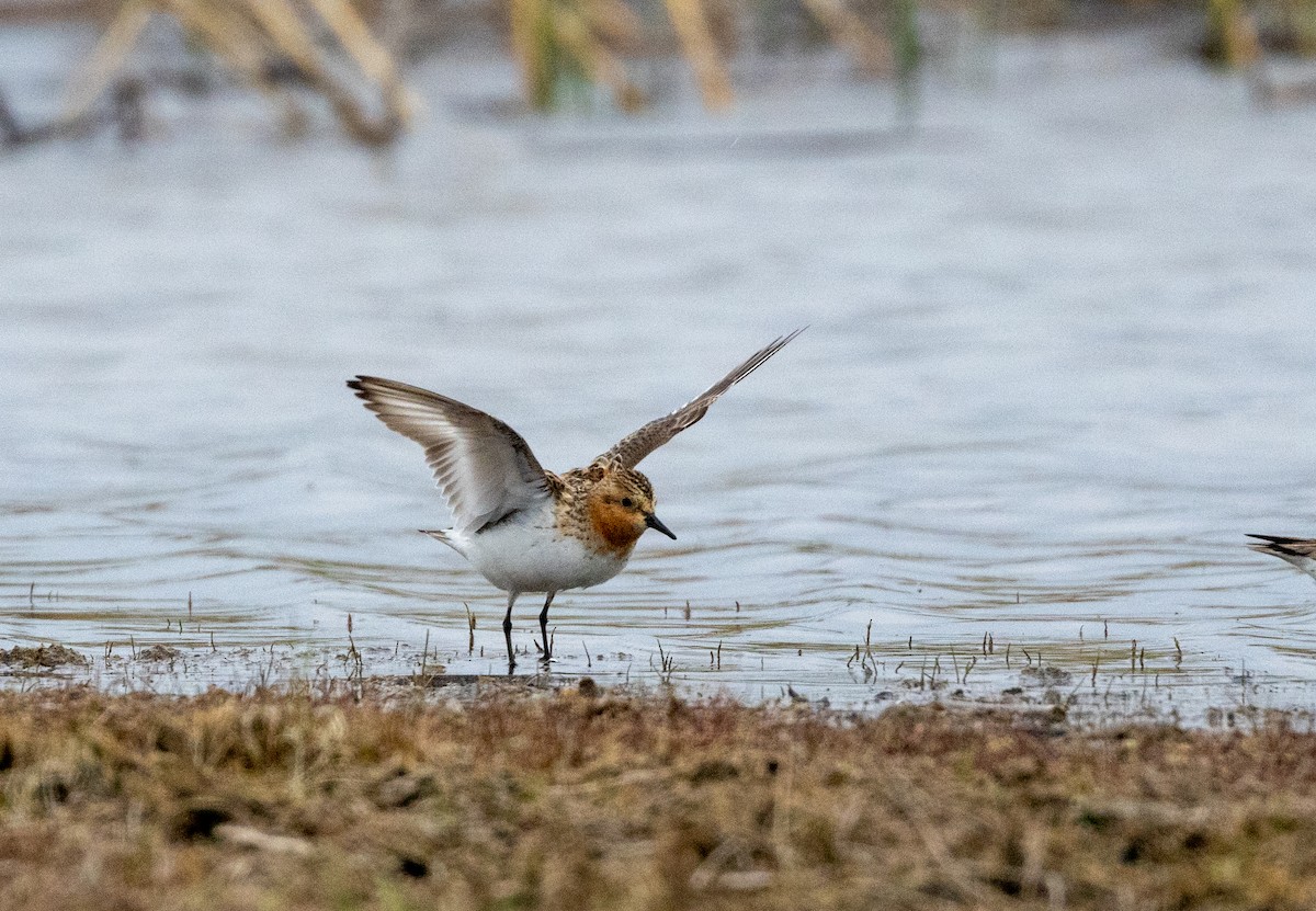 Red-necked Stint - Paul Leonard