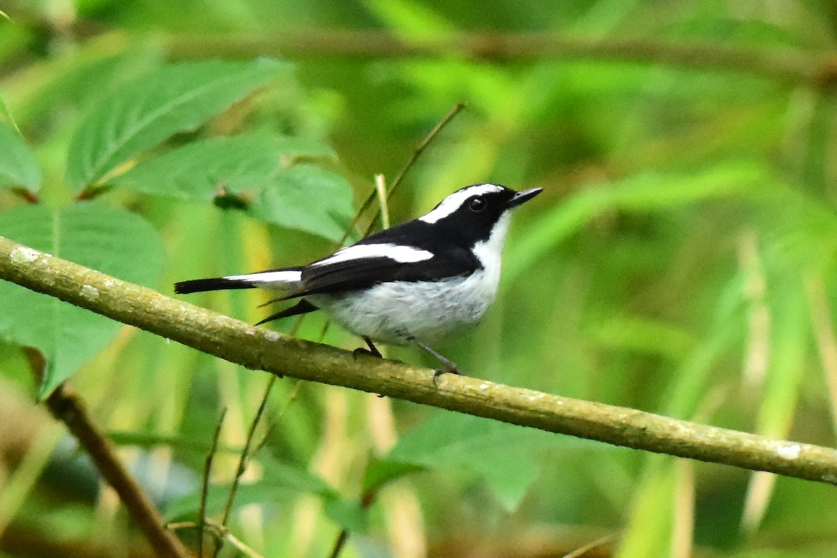 Little Pied Flycatcher - Ajoy Kumar Dawn