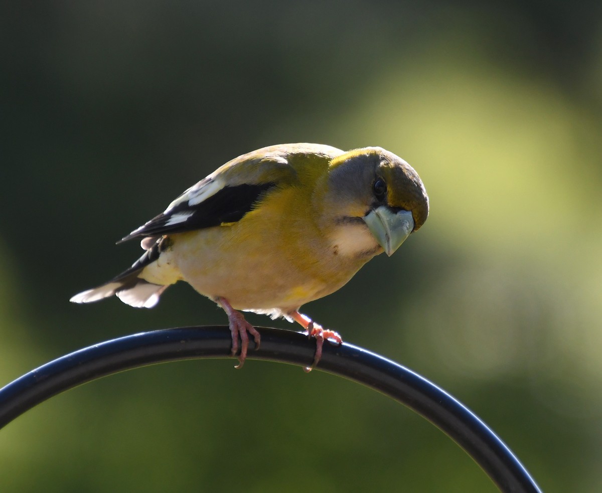 Evening Grosbeak - ML578642381