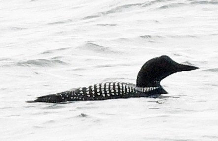 Common Loon - ML578642411