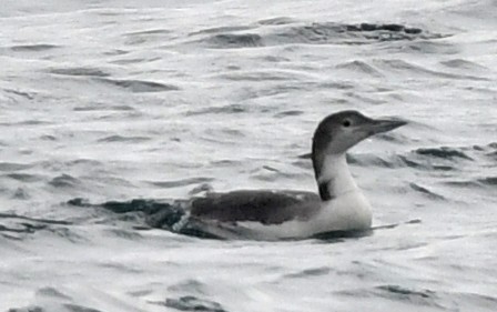 Common Loon - ML578642421