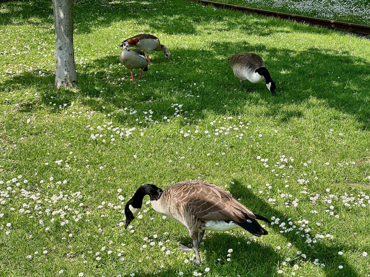 Canada Goose - ML578642561