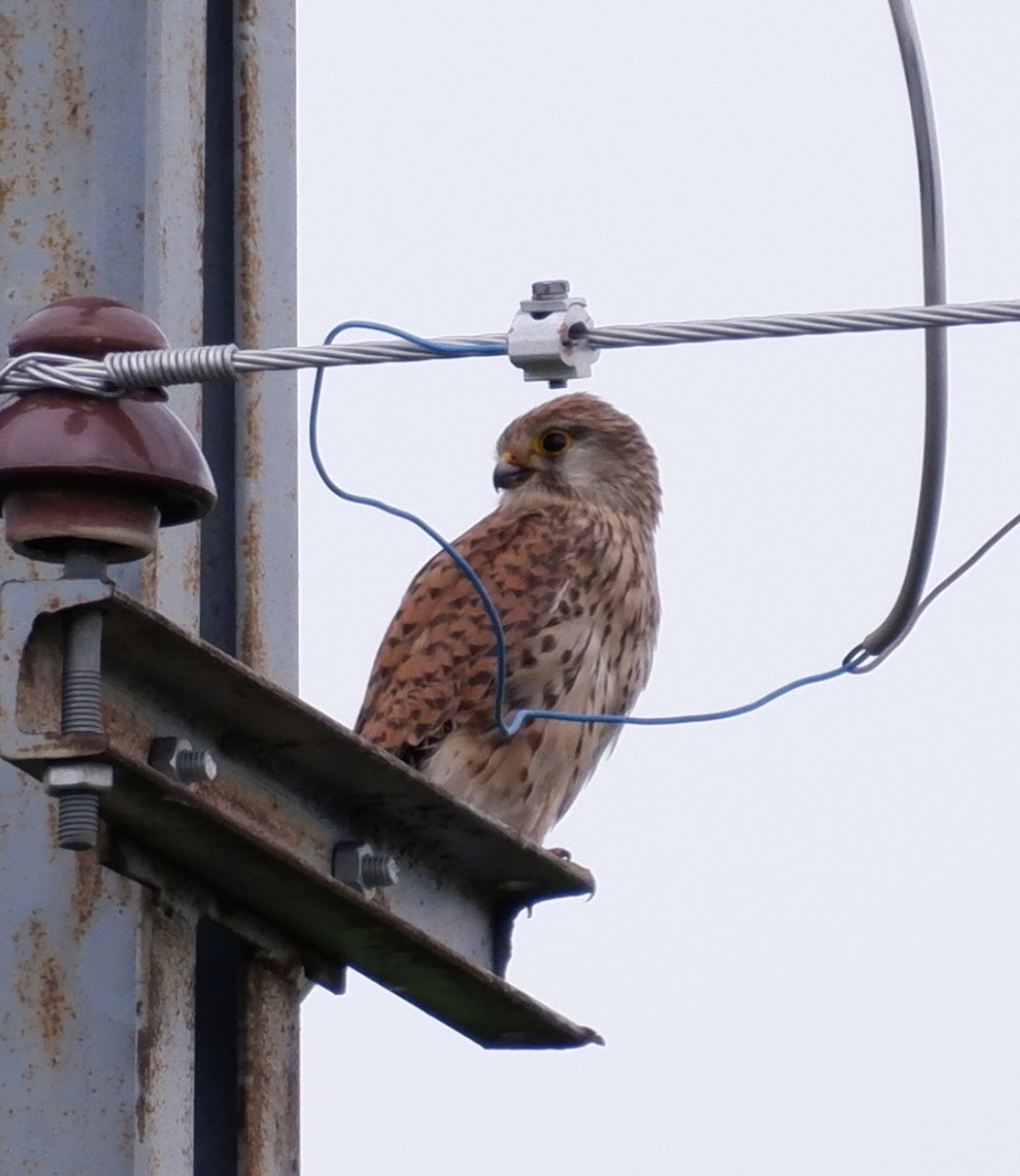 Eurasian Kestrel - ML578642821