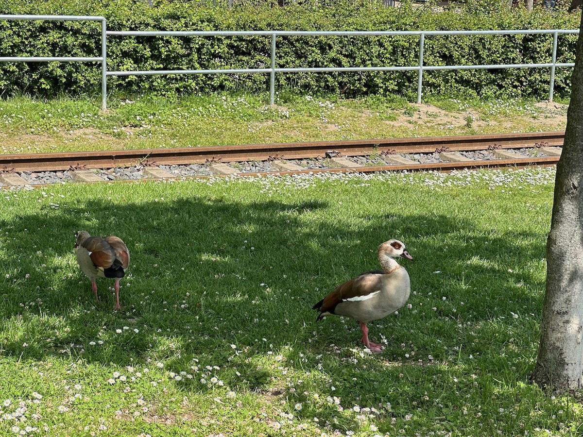 Egyptian Goose - ML578642901