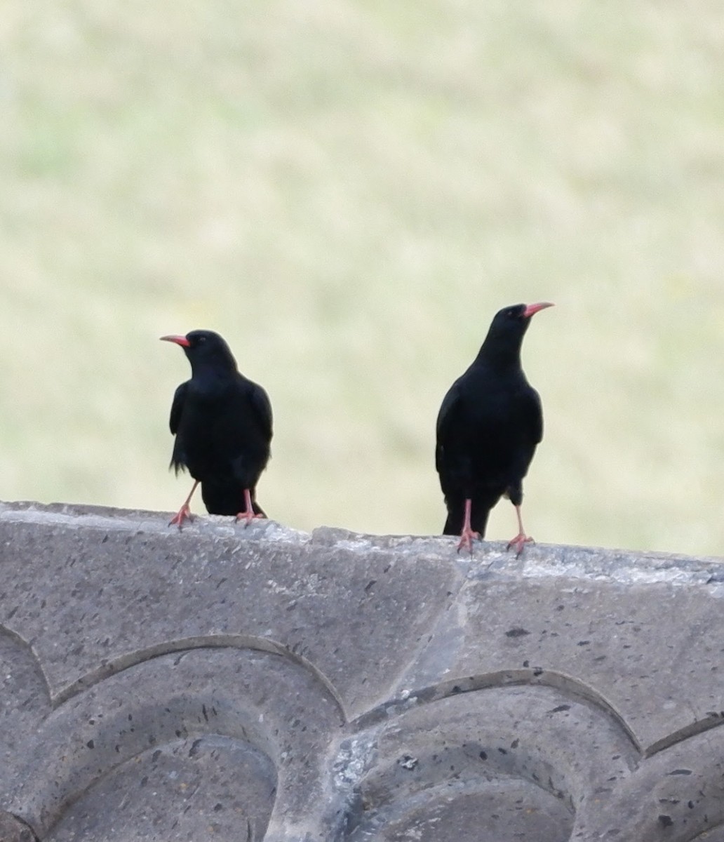 Red-billed Chough - ML578642921