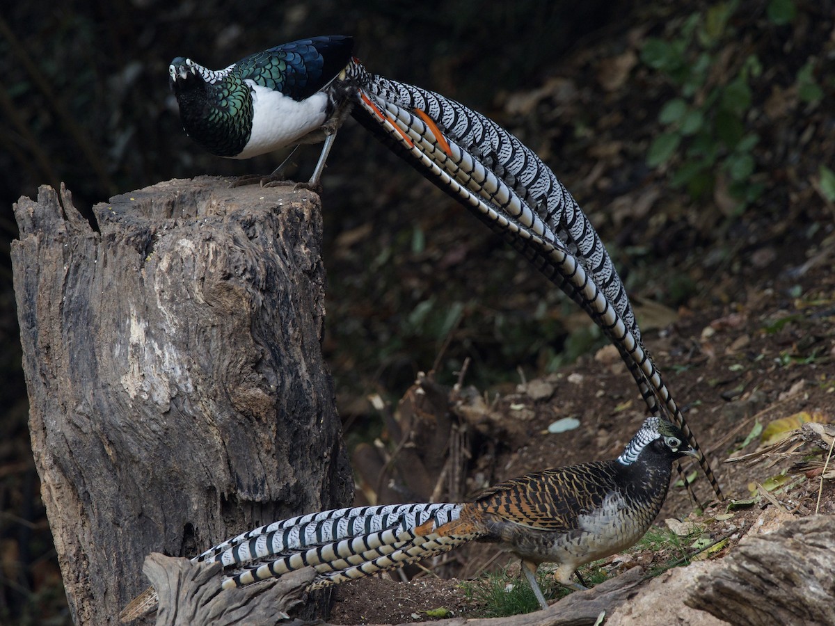 Lady Amherst's Pheasant - ML578643201