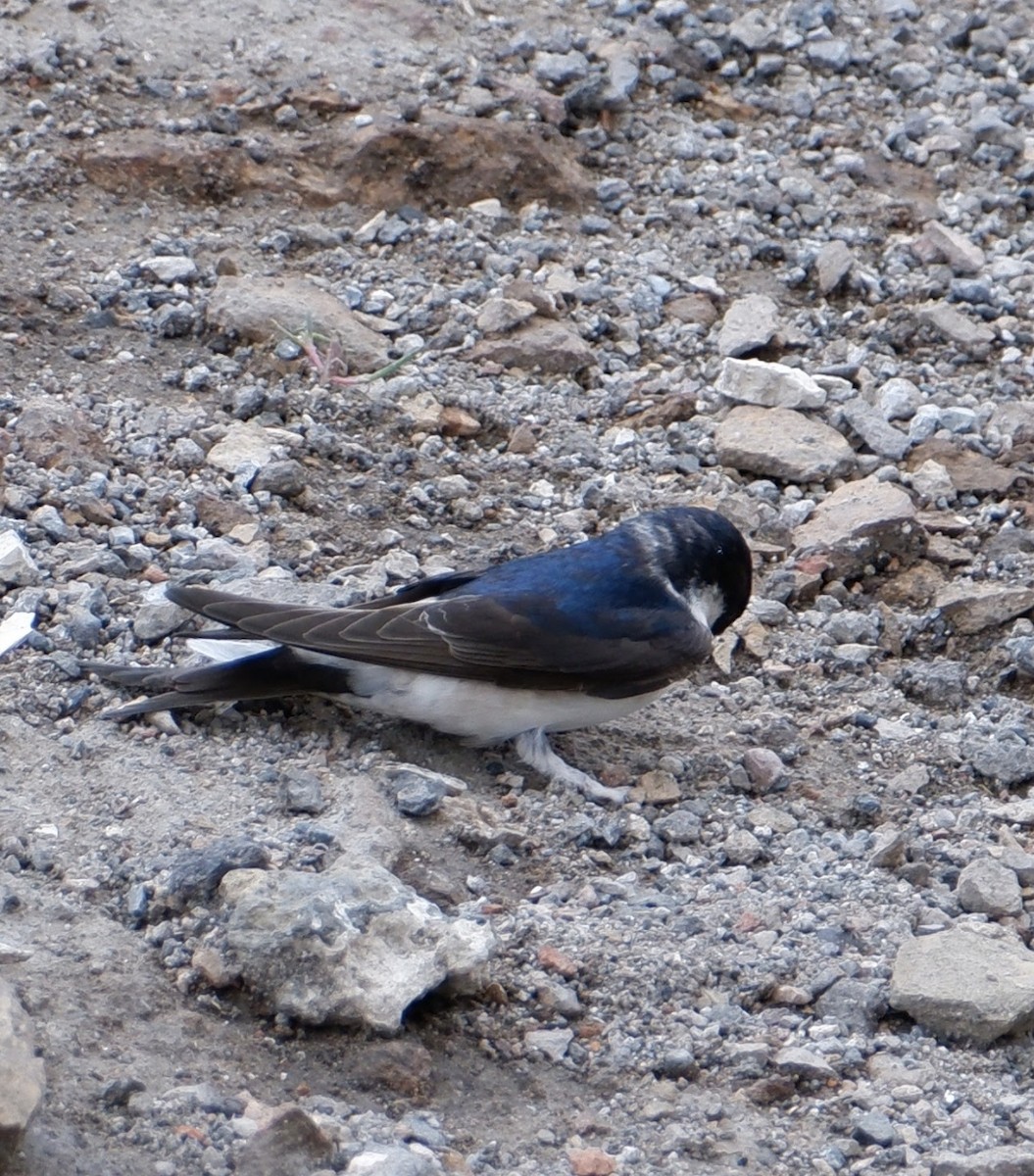 Western House-Martin - ML578643811