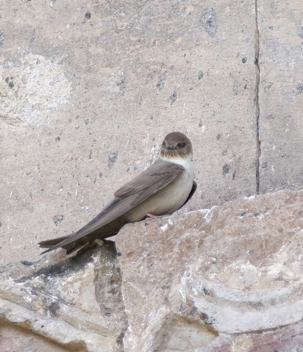 Eurasian Crag-Martin - Mehmet Erarslan