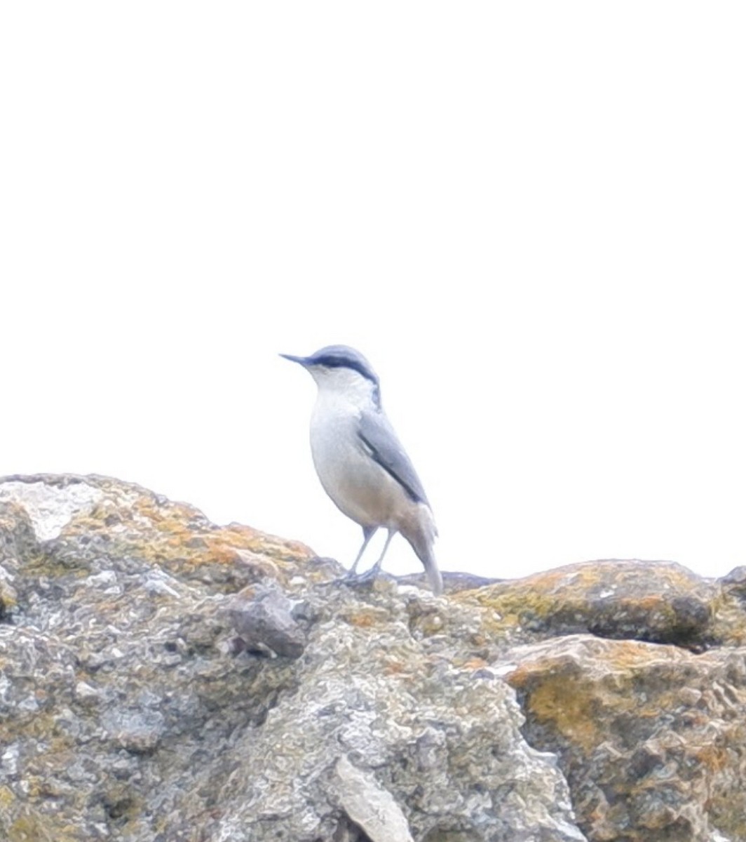 Western Rock Nuthatch - ML578643851