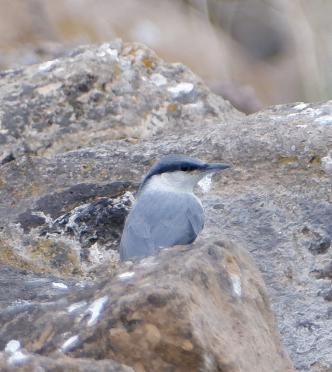 Western Rock Nuthatch - ML578643861