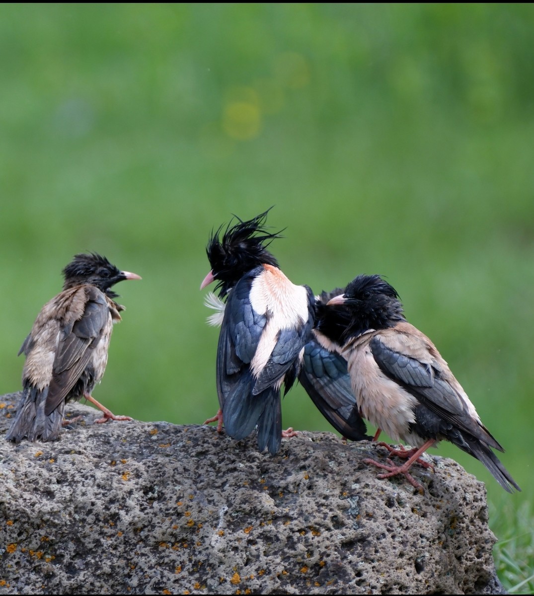 Rosy Starling - ML578644051