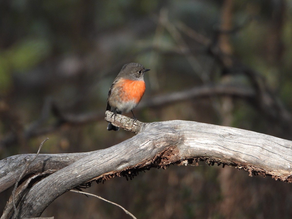 Scarlet Robin - Line Perrins