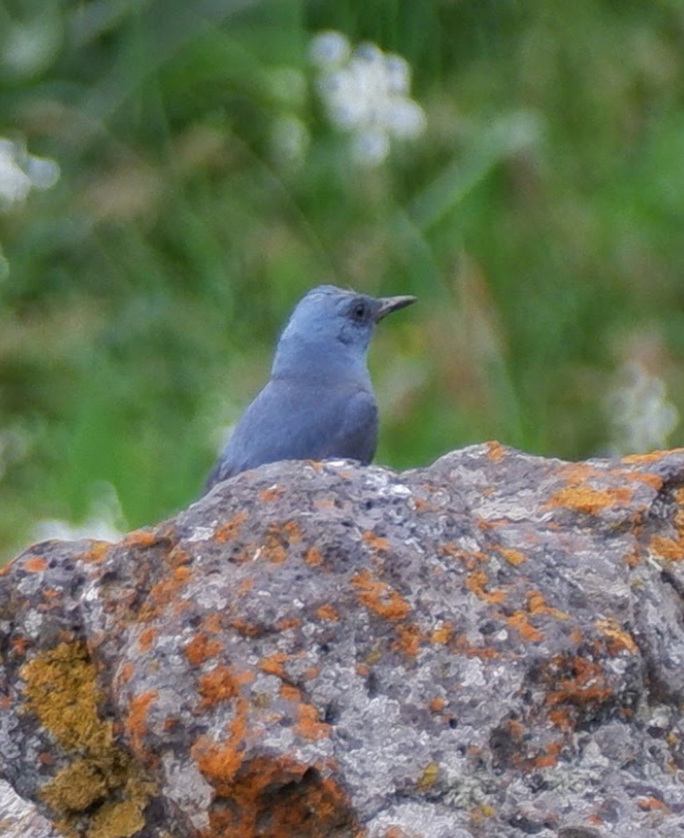 Blue Rock-Thrush - ML578644071