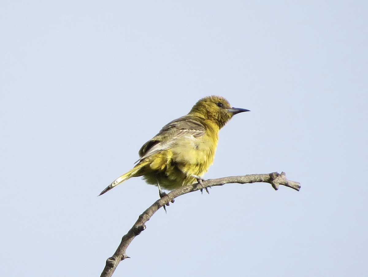 Hooded Oriole - Omar Alui