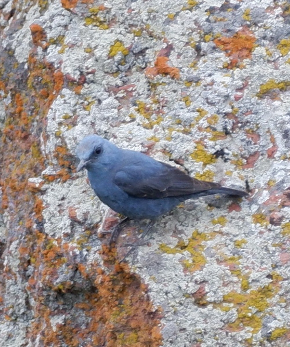 Blue Rock-Thrush - Mehmet Erarslan