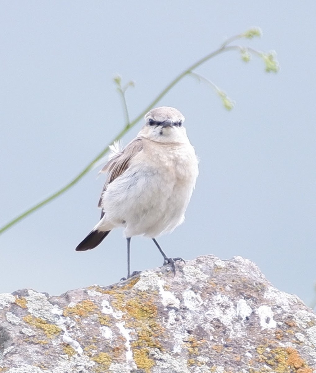 Isabelline Wheatear - ML578644111