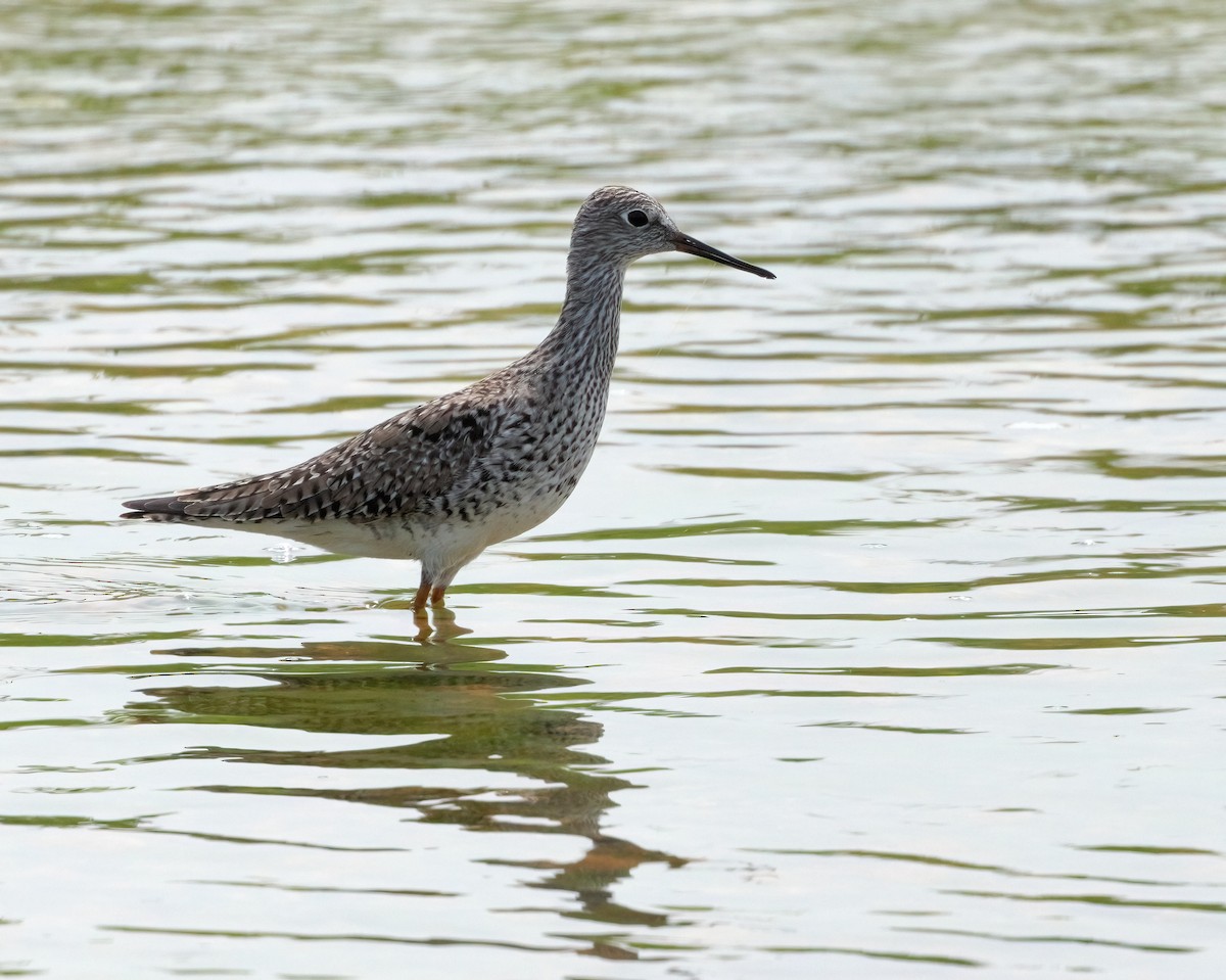 Greater Yellowlegs - ML578644231