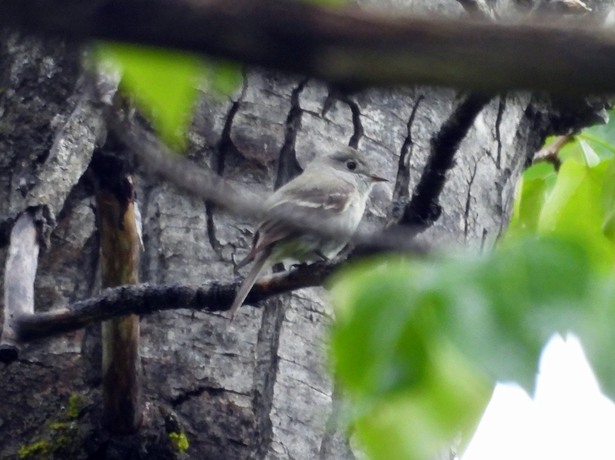 Hammond's Flycatcher - ML578645271